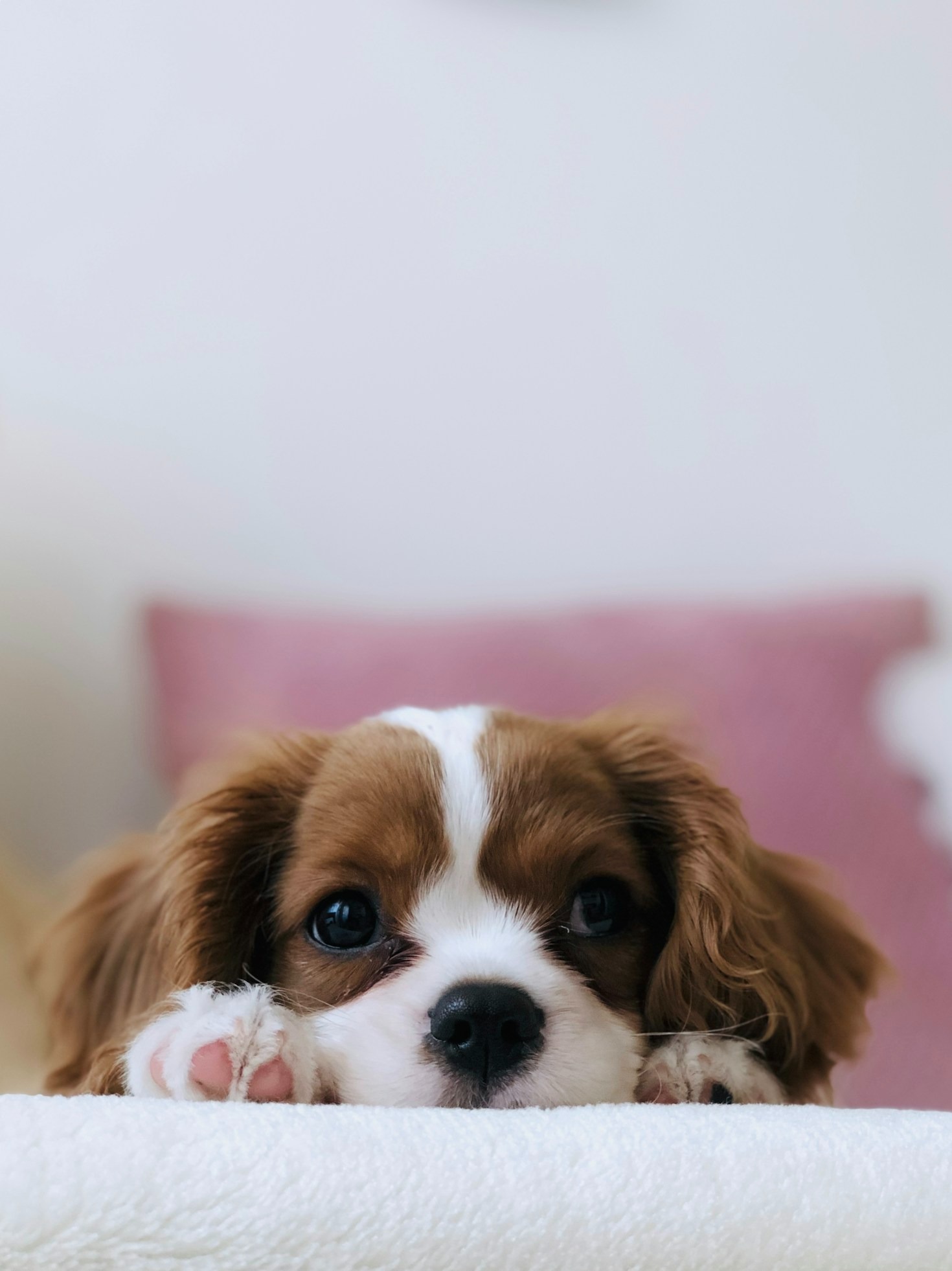 How to Make Your Puppy Feel at Home
