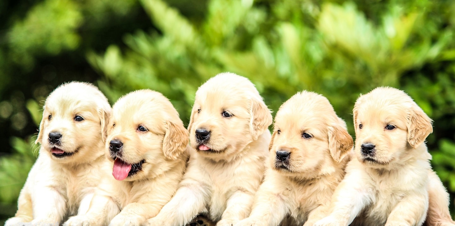 Essential Puppy Training Tips for Beginners